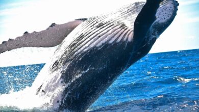 10% Weekly Loss Clashes With $300M Whale Buy