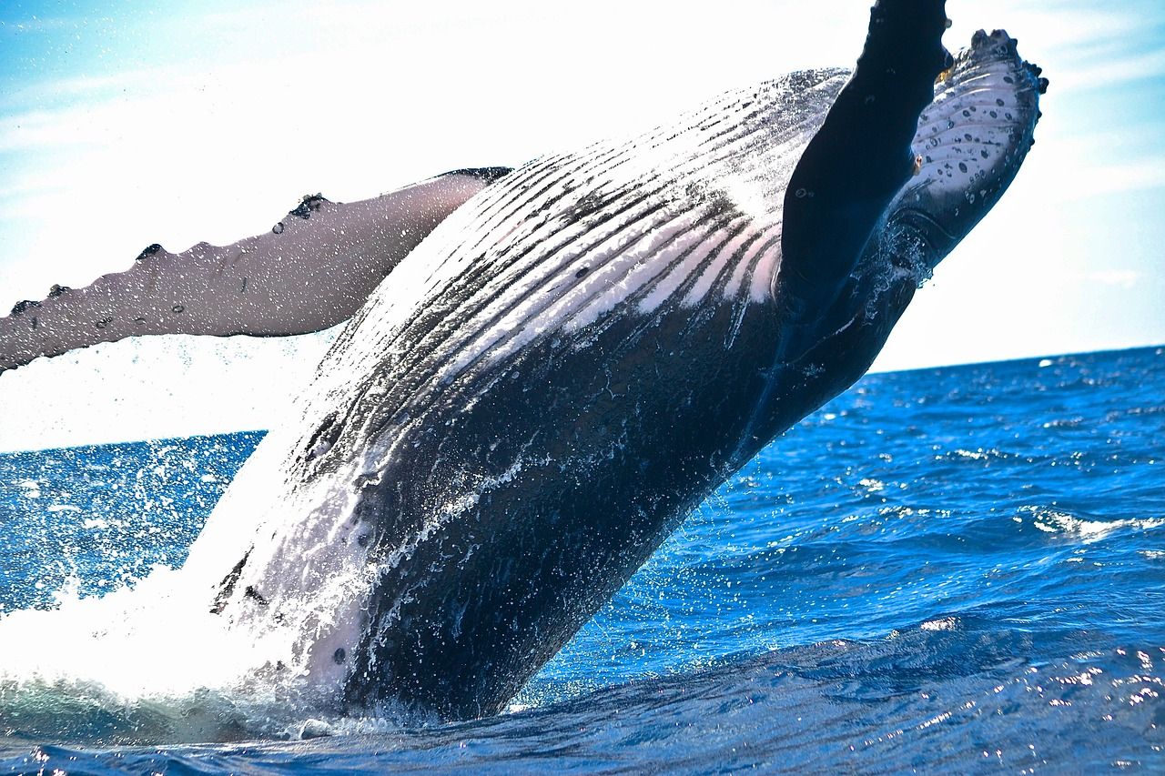 10% Weekly Loss Clashes With $300M Whale Purchase 10% Weekly Loss Clashes With $300M Whale Buy