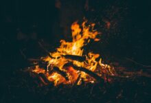 ADA, SOL Lead Futures Market Activity, SHIB Burn Rate Explodes